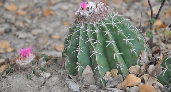 New Cactus ransomware encrypts itself to avoid detection by security software