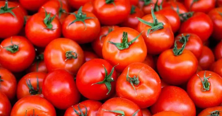 Tomato Prices Skyrocket to ₹160 per kg in Madhya Pradesh's Raisen, Impacts Consumers and Agricultural Sector